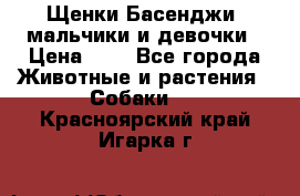 Щенки Басенджи ,мальчики и девочки › Цена ­ 1 - Все города Животные и растения » Собаки   . Красноярский край,Игарка г.